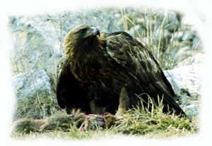 Aquila reale ha appena  catturato una marmotta
