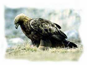 Aquila reale a terra