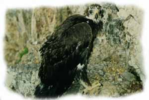Aquilotto nel nido poco prima dei primi voli
