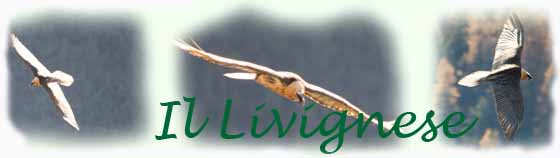 il gipeto in volo