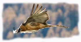 Aquila reale adulta in volo
