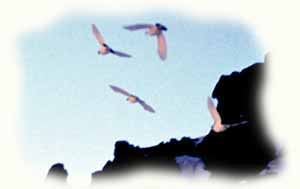Pernici bianche in volo