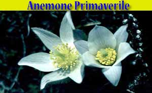 Anemone Primaverile - Pulsatilla vernalis - flora di Livigno Anemone Primaverile - Pulsatilla vernalis - flora di Livigno