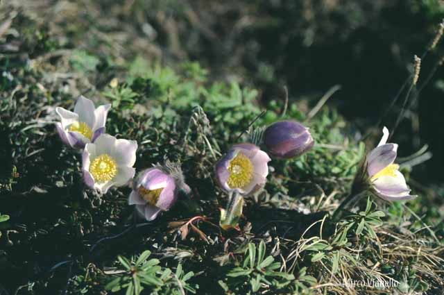Flora di Livigno - Anemone Primaverile - Pulsatille Vernalis Flora di Livigno - Anemone Primaverile - Pulsatille Vernalis