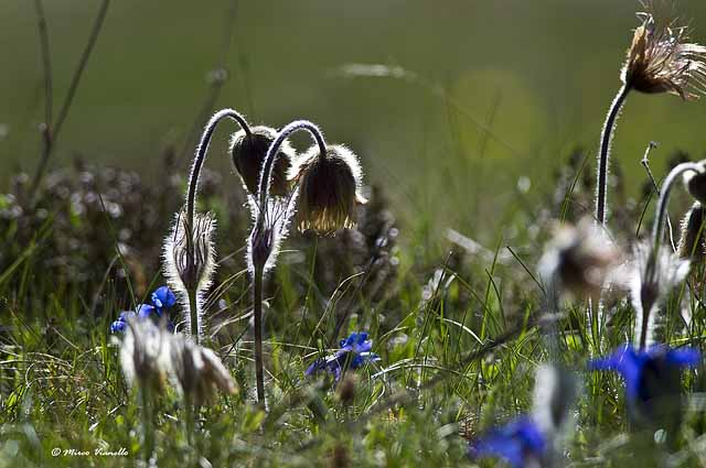 Flora di Livigno - Anemone Primaverile - Pulsatille Vernalis - infruttescenza Flora di Livigno - Anemone Primaverile - Pulsatille Vernalis - infruttescenza