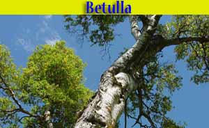Betulla - Betula alba L. - flora - alberi di Livigno Betulla - Betula alba L. - flora - alberi di Livigno