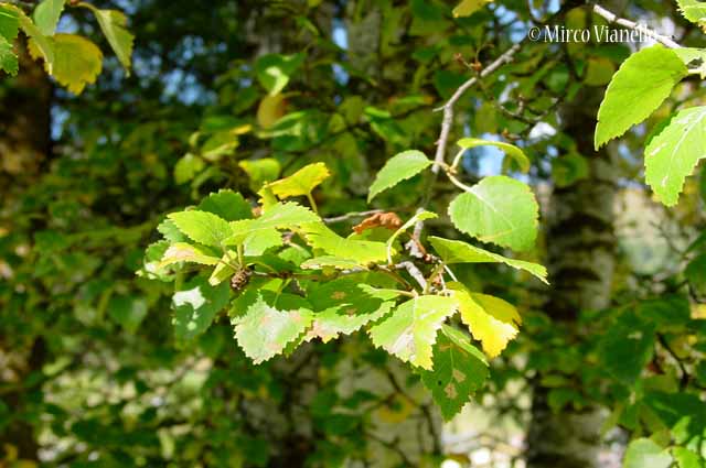 Betulla - Betula alba L. - Flora di Livigno: Alberi - Flora di Livigno: Alberi - Betulla - Betula alba L.