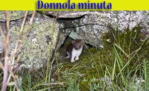 Donnola Minuta - Mustela nivalis - animali selvatici di di Livigno Donnola Minuta - Mustela nivalis - animali selvatici di di Livigno