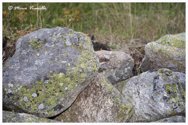 Donnola Minuta - Mustela nivalis - molto curiosa , appare e scompare tra i sassi sempre tenedo sotto controllo il pericolo Fauna di Livigno - Donnola Minuta - Mustela nivalis - é molto curiosa