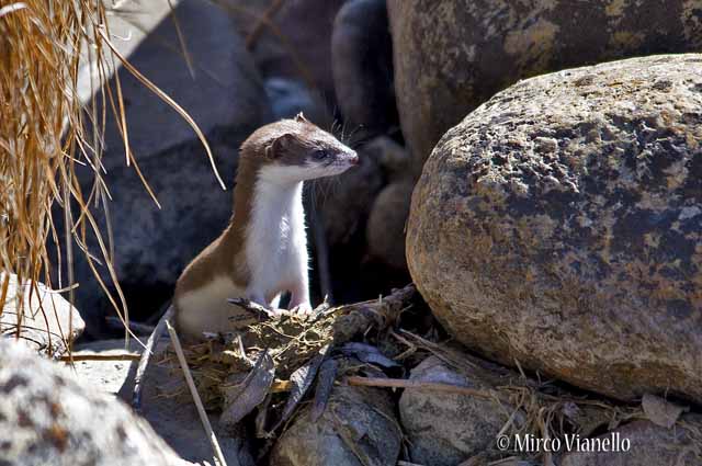 Donnola Minuta - Mustela nivalis - spesso lungo gli argini dei torrenti alla ricerca di prede Fauna di Livigno - Donnola Minuta - Mustela nivalis - a primvera
