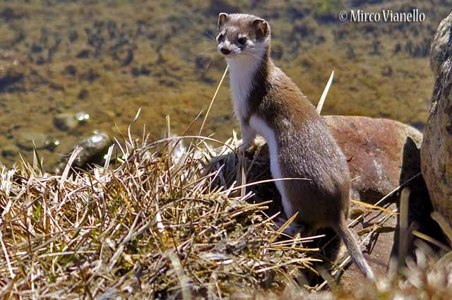 Donnola Minuta - Mustela nivalis - la curiositá di questi piccoli animaletti é famosa. Fauna di Livigno - Donnola Minuta - Mustela nivalis - osserva il fotografo incuriosita