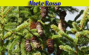 Abete rosso - Picea abies - flora - alberi di Livigno