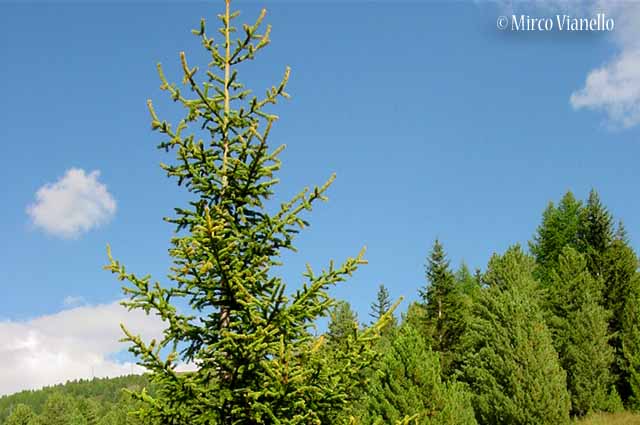 Flora di Livigno: Alberi - Abete rosso - Picea abies 