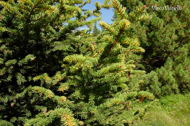 Abete rosso - Picea abies - Flora di Livigno: Alberi - Flora di Livigno: Alberi - Abete rosso - Picea abies