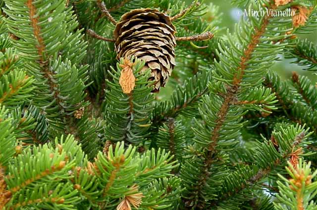 Abete rosso - Picea abies - Flora di Livigno: Alberi - Flora di Livigno: Alberi - Abete rosso - Picea abies
