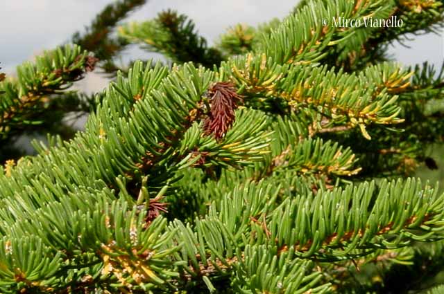 Abete rosso - Picea abies - Flora di Livigno: Alberi - Flora di Livigno: Alberi - Abete rosso - Picea abies