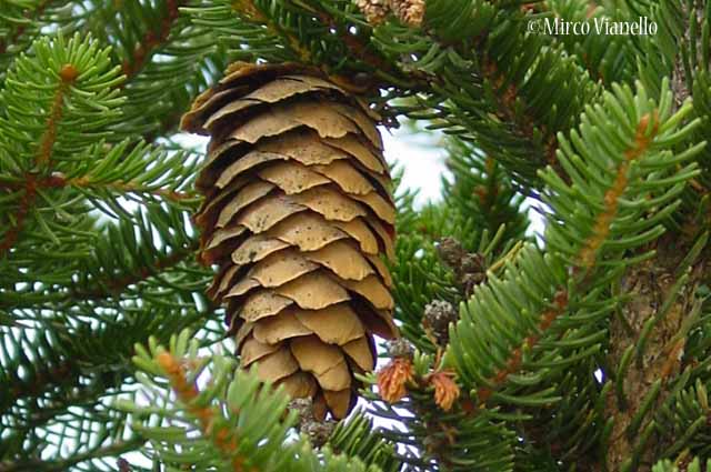 Abete rosso - Picea abies - Flora di Livigno: Alberi - Flora di Livigno: Alberi - Abete rosso - Picea abies