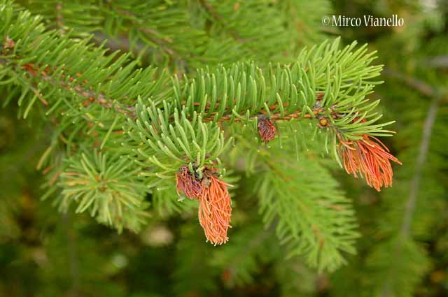 Flora di Livigno: Alberi - Abete rosso - Picea abies 