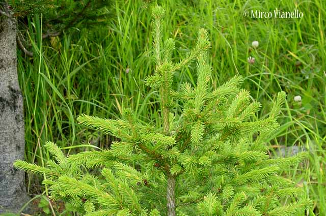 Abete rosso - Picea abies - Flora di Livigno: Alberi - Flora di Livigno: Alberi - Abete rosso - Picea abies