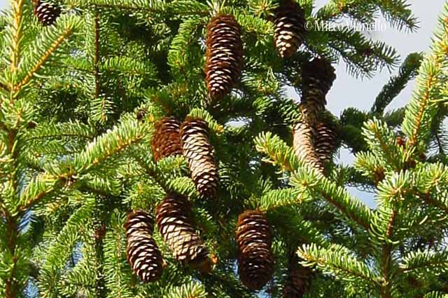 Abete rosso - Picea abies - Flora di Livigno: Alberi - Flora di Livigno: Alberi - Abete rosso - Picea abies