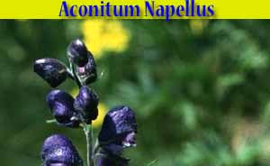 Aconito - Aconitum Napellus - flora di Livigno Aconito - Aconitum Napellus - flora di Livigno