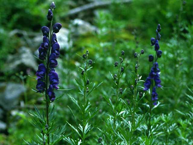 Aconito Napello - Aconitum Napellus - Flora di Livigno - Flora di Livigno - Aconito Napello - Aconitum Napellus