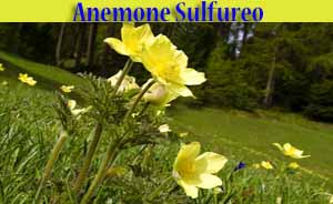 Anemone sulfureo - Pulsatilla sulphurea - flora di Livigno