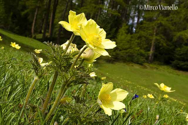 Flora di Livigno - Anemone Sulfureo - Pulsatille Sulphurea Flora di Livigno - Anemone Sulfureo - Pulsatille Sulphurea