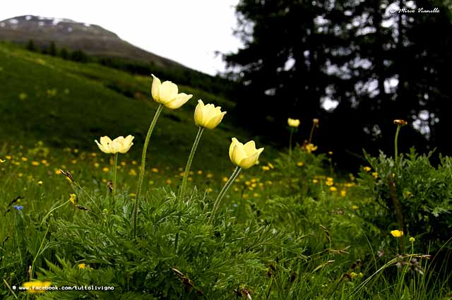 Flora di Livigno - Anemone Sulfureo - Pulsatille Sulphurea Flora di Livigno - Anemone Sulfureo - Pulsatille Sulphurea