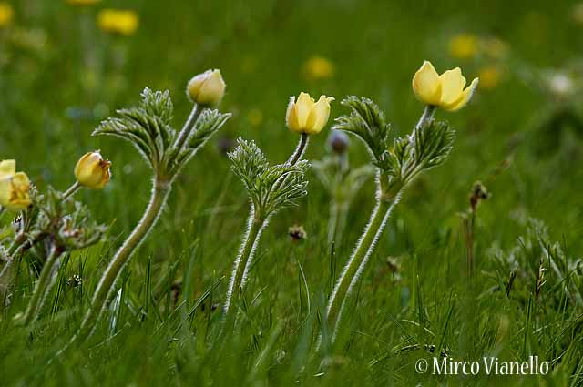 Flora di Livigno - Anemone Sulfureo - Pulsatille Sulphurea Flora di Livigno - Anemone Sulfureo - Pulsatille Sulphurea