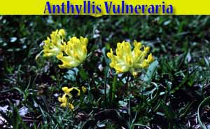 Vulneraria - Anthyllis vulneraria - flora di Livigno Vulneraria - Anthyllis vulneraria - flora di Livigno