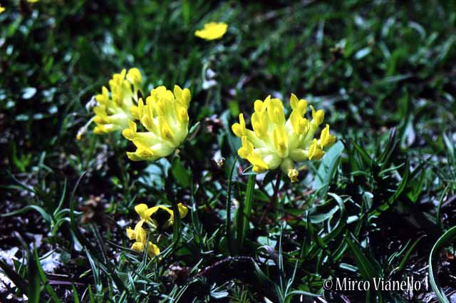 Flora di Livigno - Vulneraria - Anthyllis Vulneraria Flora di Livigno - Vulneraria - Anthyllis Vulneraria