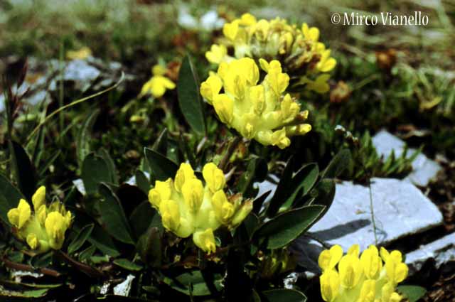 Flora di Livigno - Vulneraria - Anthyllis Vulneraria Flora di Livigno - Vulneraria - Anthyllis Vulneraria