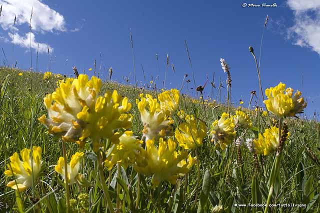 Flora di Livigno - Vulneraria - Anthyllis Vulneraria Flora di Livigno - Vulneraria - Anthyllis Vulneraria