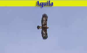 Aquila Reale - uccelli di Livigno