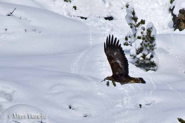 Aquila Reale - Aquila crysaëtos - a febbraio con un ramo nel becco é l'ora di preparare o riparare il nido Fauna di Livigno -Aquila Reale - Aquila crysaëtos - in volo con ramo nel becco