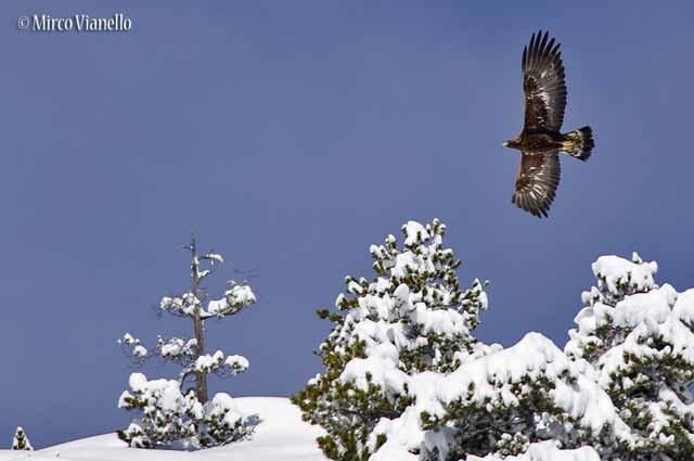 Aquila Reale - Aquila crysaëtos - le aquile aspettano che ritorni il bel tempo per tornare a cacciare Fauna di Livigno - Aquila Reale - Aquila crysaëtos - in volo dopo una nevicata