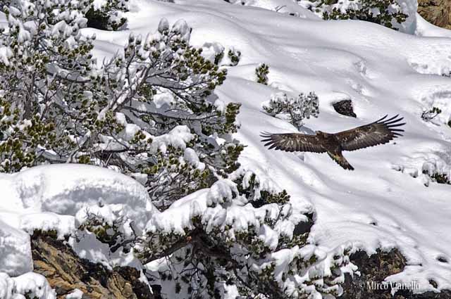 Aquila Reale - Aquila crysaëtos - volo radente in inverno Fauna di Livigno - Aquila Reale - Aquila crysaëtos - in volo radente