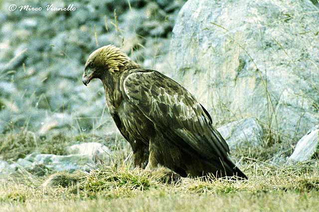 Aquila Reale - Aquila crysaëtos - a terra, ha appena catturato una marmotta é primavera, periodo ideale per la caccia alla marmotta, quando sono ancora un pó addormentate per il letargo invernale Fauna di Livigno -Aquila Reale - Aquila crysaëtos - a terra con tra gli artigli una marmotta