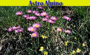 Astro alpino - Aster alpinus - flora di Livigno Astro alpino - Aster alpinus - flora di Livigno