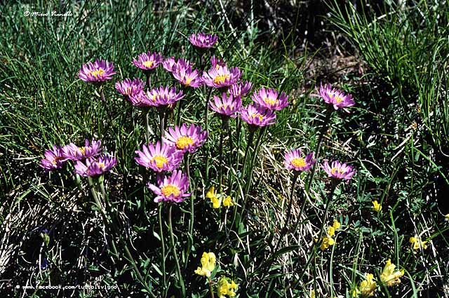 Flora di Livigno - Astro alpino - Aster alpinus Flora di Livigno - Astro alpino - Aster alpinus