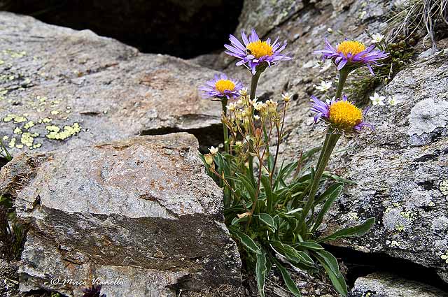 Flora di Livigno - Astro alpino - Aster alpinus Flora di Livigno - Astro alpino - Aster alpinus
