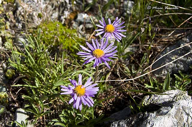 Flora di Livigno - Astro alpino - Aster alpinus Flora di Livigno - Astro alpino - Aster alpinus