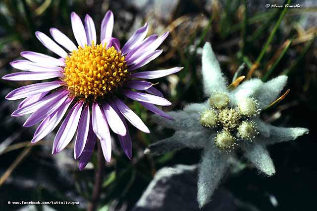 Flora di Livigno - Astro alpino - Aster alpinus Flora di Livigno - Astro alpino - Aster alpinus