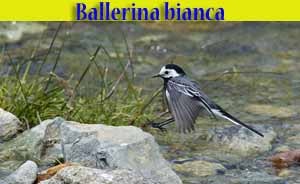 Ballerina bianca - Motacilla Alba - animali selvatici di di Livigno