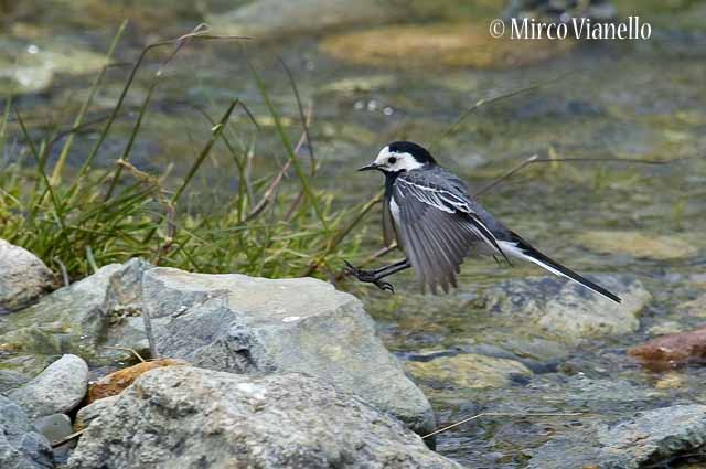 Ballerina bianca - Motacilla Alba - in volo poco prima di appoggiare le zampe sul solito sasso nel torrente Fauna di Livigno - Ballerina bianca - Motacilla Alba - in volo