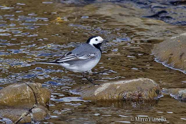 Ballerina bianca - Motacilla Alba Fauna di Livigno - Ballerina bianca - Motacilla Alba