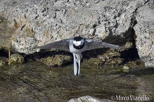 Ballerina bianca - Motacilla Alba - volo ad ali aperte nel suo tipico saltare Fauna di Livigno - Ballerina bianca - Motacilla Alba - in volo ad ali aperte