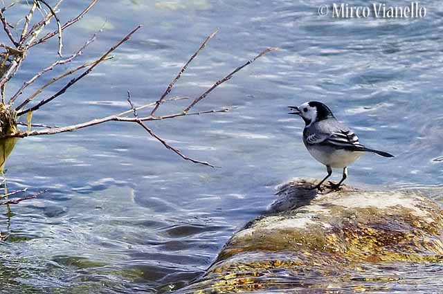 Fauna di Livigno - Ballerina bianca - Motacilla Alba - nel becco un insetto