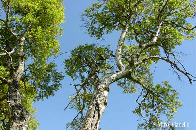 Flora di Livigno: Alberi - Betulla - Betula alba L. 